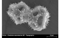 CMTC-Pollen pissenlit - MEB